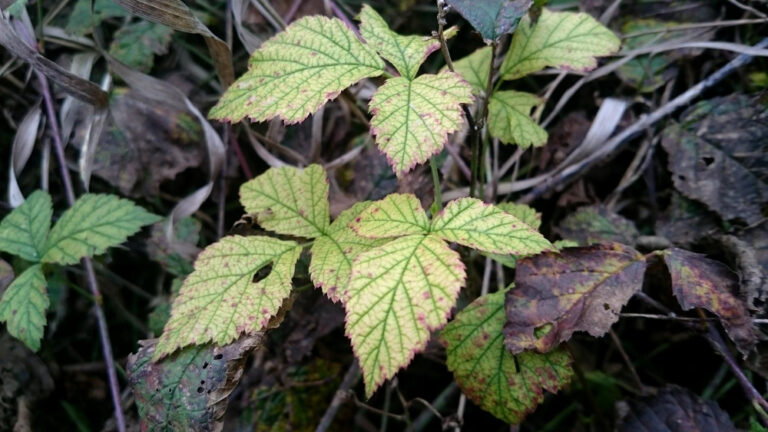 closeup image of poison ivy leaves